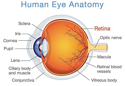 Diagram of the Human Eye