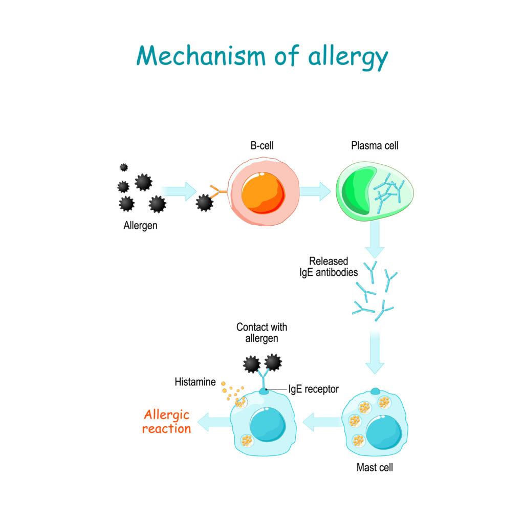 mechanism of allergies