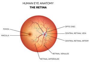 Human Eye Anatomy of Retina 