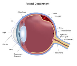Anatomy of an eyeball